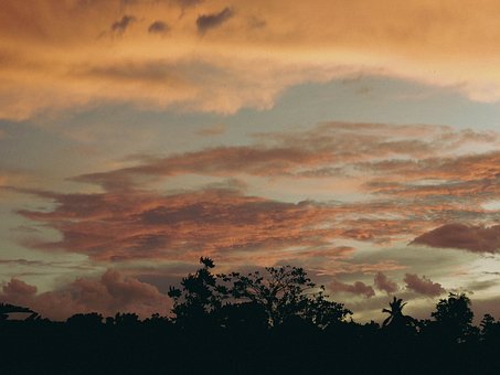 Free Silhouette Plant photo and picture