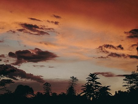 Free Silhouette Plant photo and picture