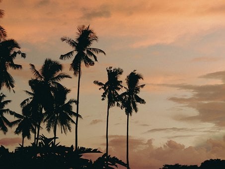 Free Silhouette Plant photo and picture