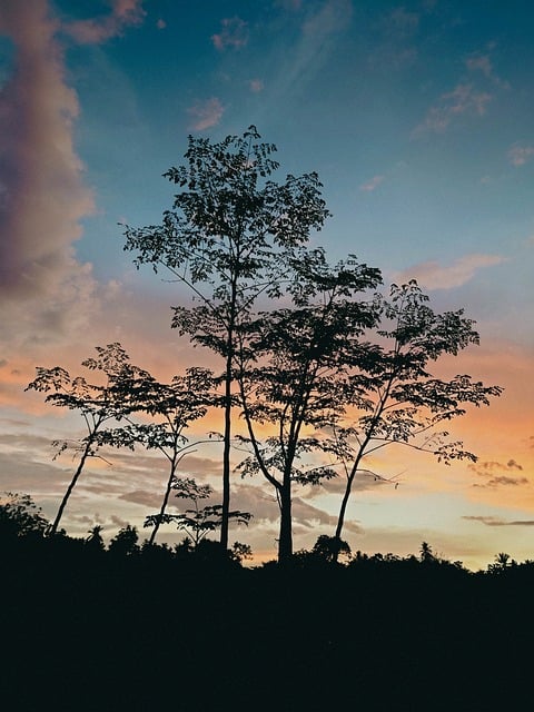 Free Silhouette Plant photo and picture
