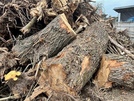 Free Tree Tree Trunk photo and picture