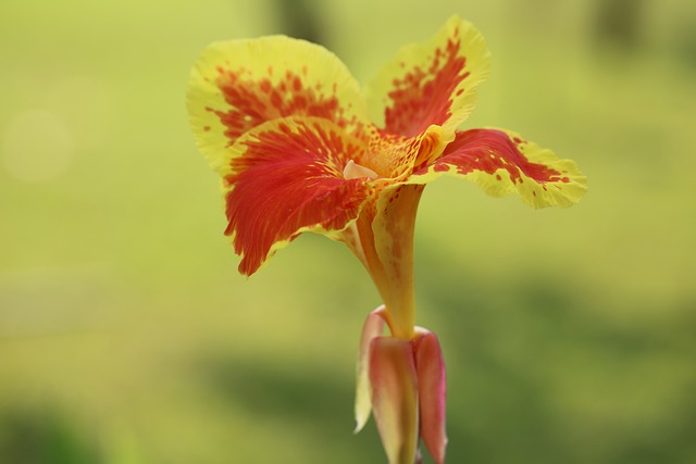 Free Flower Plant photo and picture