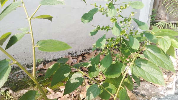 Free Indian Copperleaf Leaf photo and picture