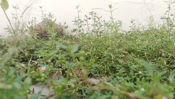 Free Nature Green photo and picture