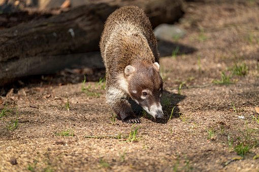 Free Coati Nature photo and picture