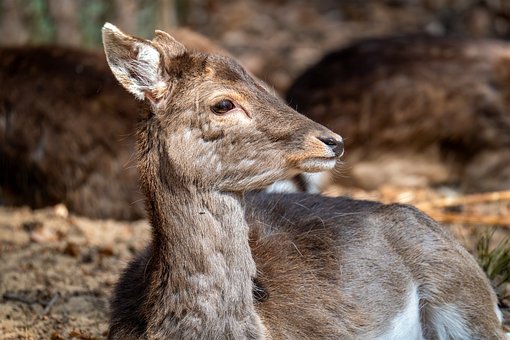 Free Damm Wild Wild Animals photo and picture