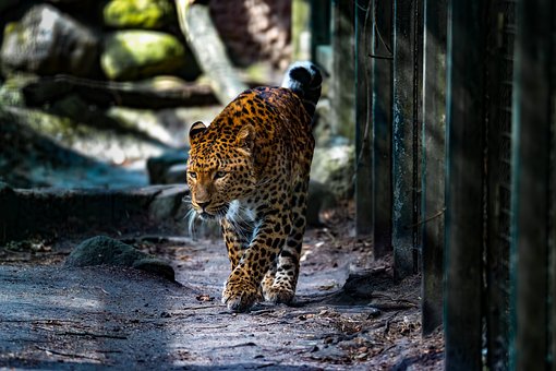 Free Leopard Big Cat photo and picture