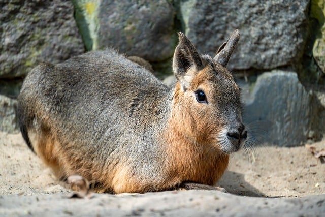 Free Pampashase Wild Animal photo and picture