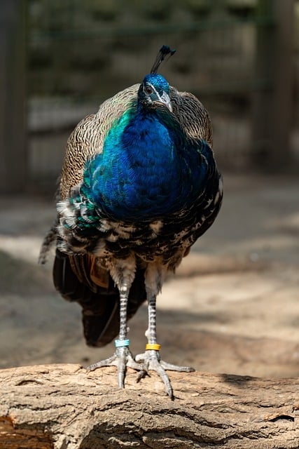 Free Peacock Bird photo and picture