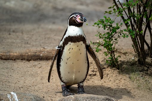 Free Penguin Antarctic photo and picture