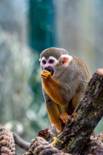 Free Squirrel Monkey Ape photo and picture