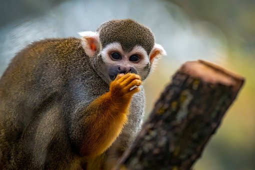 Free Squirrel Monkey Ape photo and picture