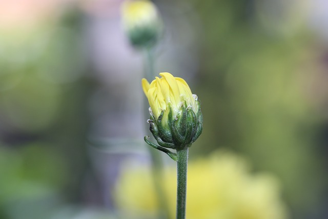 Free Bud Nature photo and picture