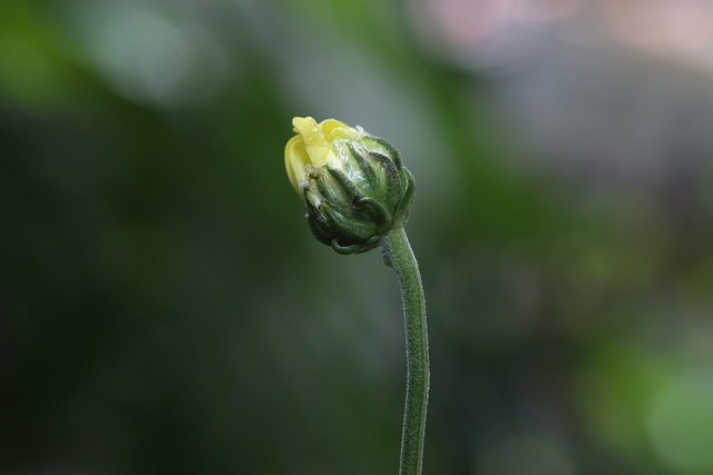 Free Bud Flower photo and picture