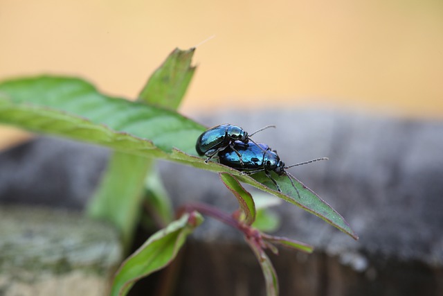 Free Bug Insect photo and picture