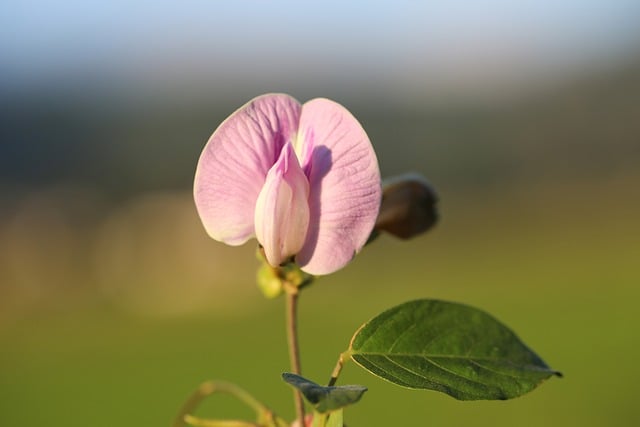 Free Flowers Grass photo and picture