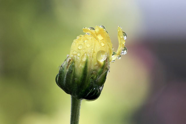 Free Nature Flower photo and picture