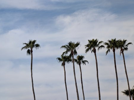 Free Palm Tree photo and picture