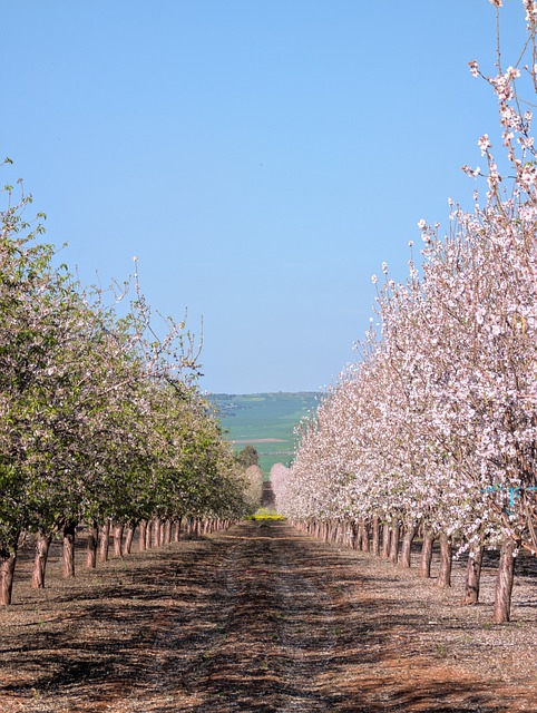 Free Cherry Blossom Blossom photo and picture