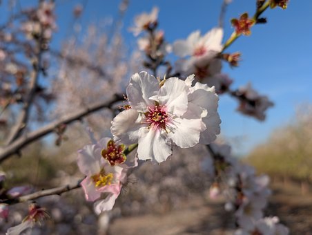 Free Cherry Blossom Blossom photo and picture