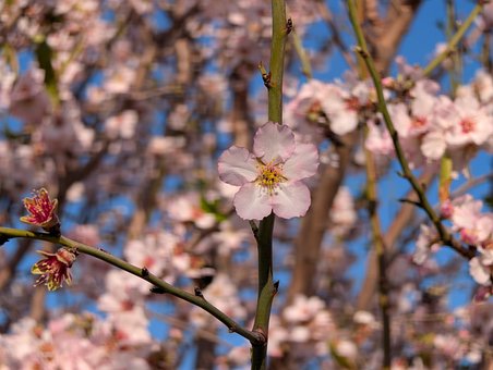 Free Cherry Blossom Blossom photo and picture