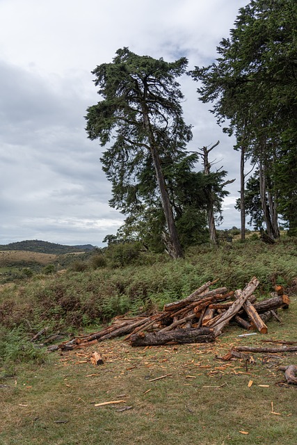 Free Sri Lanka Tree photo and picture