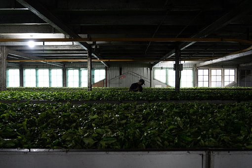Free Tea Tea Production photo and picture