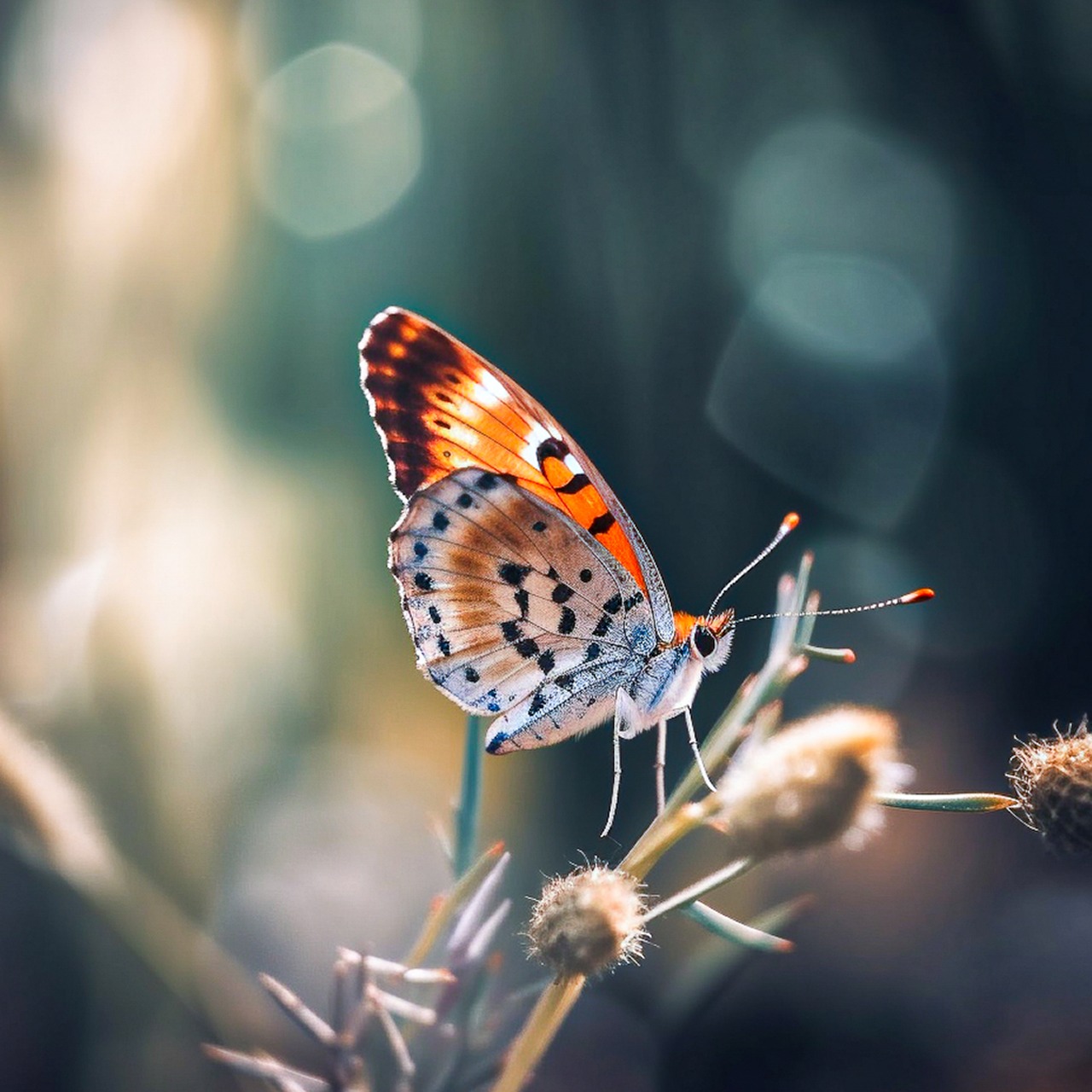 Download Nature, Insect, Ali. Royalty-Free Stock Illustration Image ...