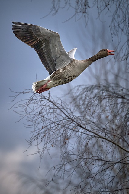 Free Greylag Goose Wild Goose photo and picture
