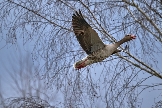 Free Greylag Goose Wild Goose photo and picture