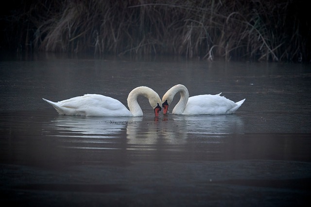 Free Swan Water Bird photo and picture