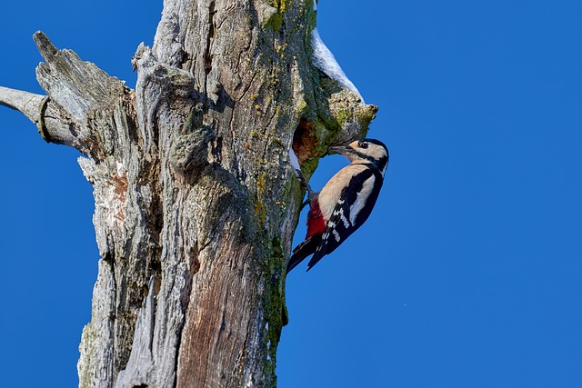 Free Woodpecker Great Spotted Woodpecker photo and picture