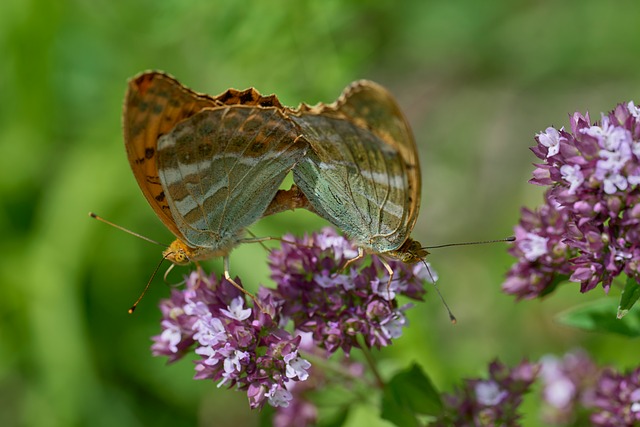 Free Butterfly Close Up photo and picture