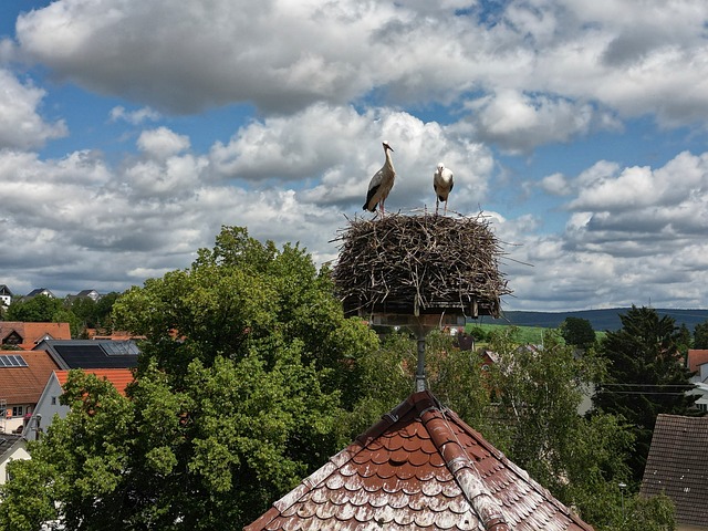 Free Storks White Stork photo and picture