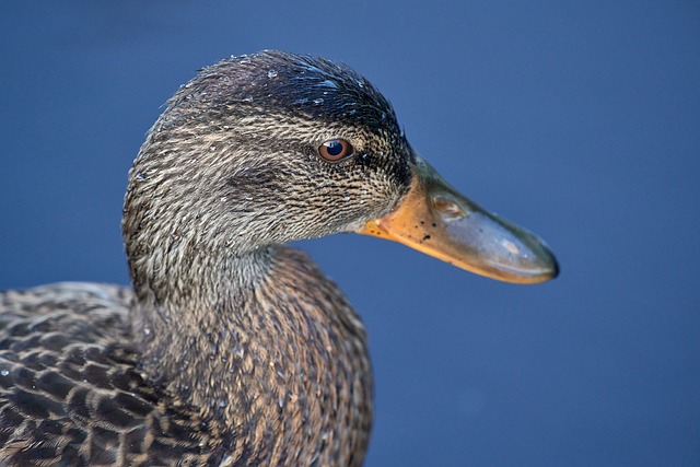 Free Water Bird Goose photo and picture