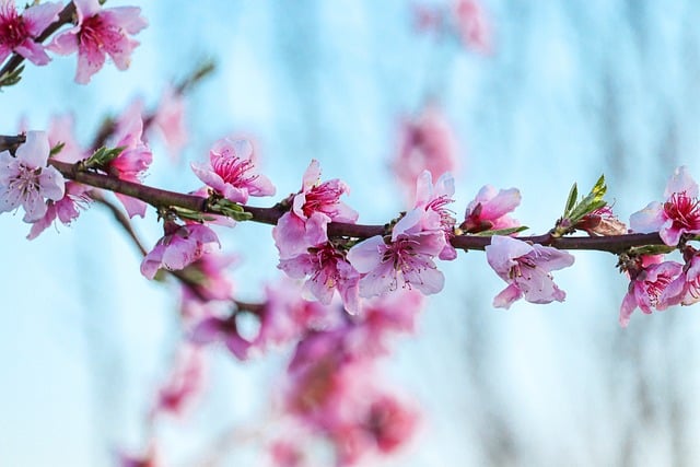 Free Spring Floral photo and picture