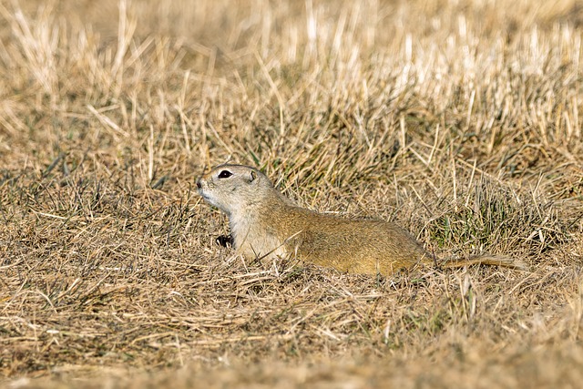 Gopher, De Richardson, Esquilo