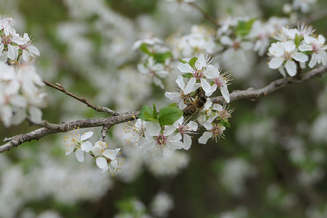 Blume, Natur, Blüte, Schöne Blumen