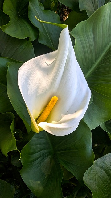 Free Calla Lily Lily photo and picture