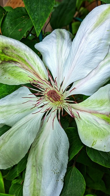 Free Clematis White Clematis Flower photo and picture