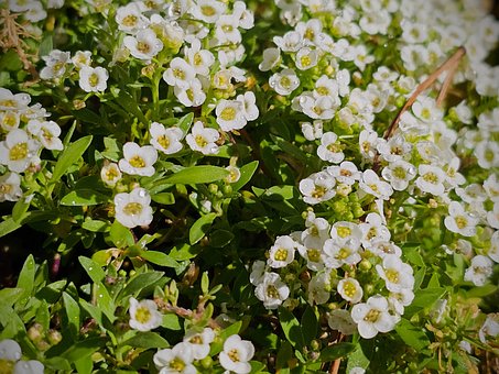 Free Flower Blossom photo and picture