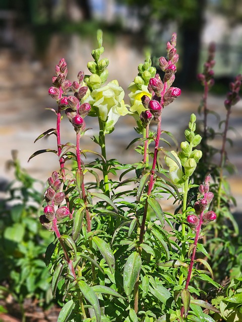 Free Flower Nature photo and picture