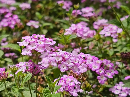 Free Blossom Bloom photo and picture