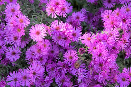 Free Aster Dumosus Flower photo and picture