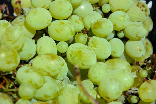 Free Grapes Fruit photo and picture