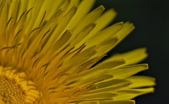 Free Dandelion Nature photo and picture