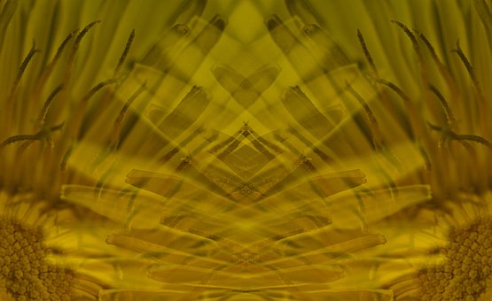 Free Dandelion Nature photo and picture