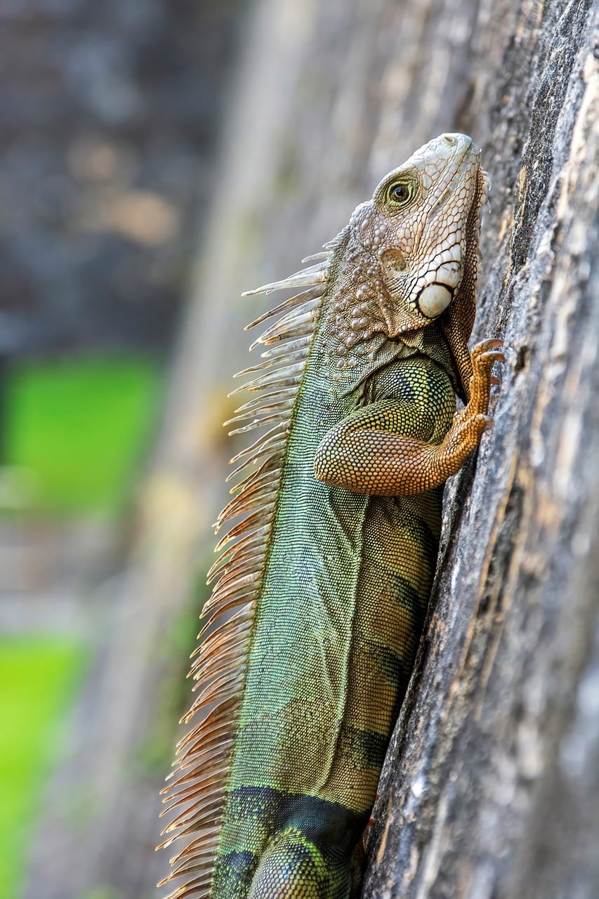iguana images free
