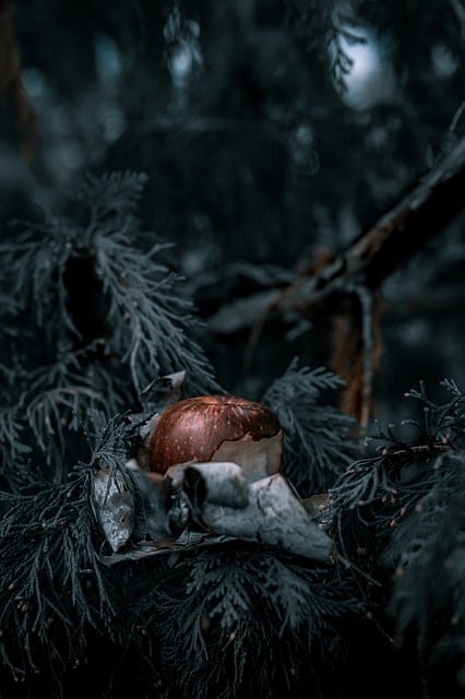 Free Apple Nature photo and picture