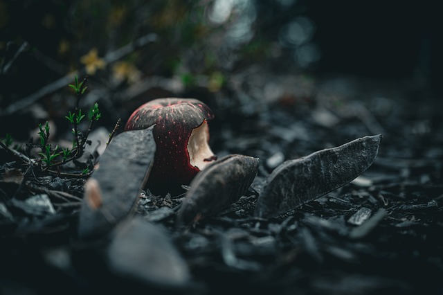 Free Apple Nature photo and picture